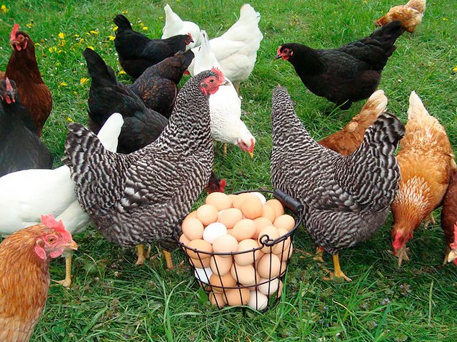Содержание кур и уход за ними | ЗооТом - продажа, вязка и услуги для животных в Фёдоровском