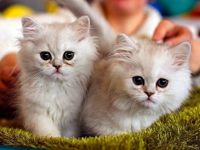 Породы кошек в Фёдоровском | ЗооТом портал о животных