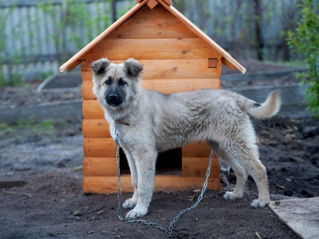 Все о собаках в Фёдоровском Все о собаках в Фёдоровском